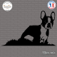 Sticker Boston Terrier Sticks-em.fr Couleurs au choix